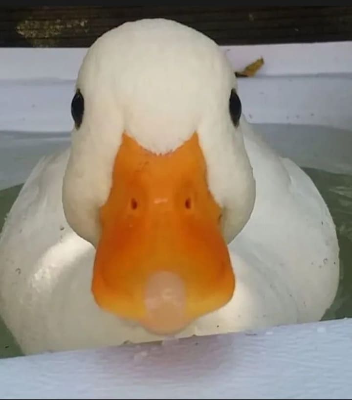 Profil de Antar